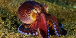 cute pet octopus