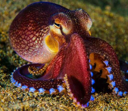 cute pet octopus