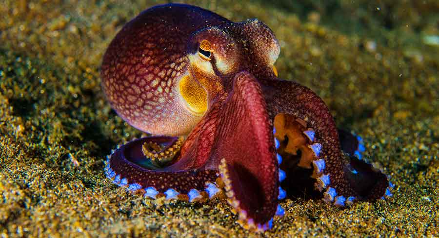 88 Octopus Names for your Adorable Eight Legged Friends