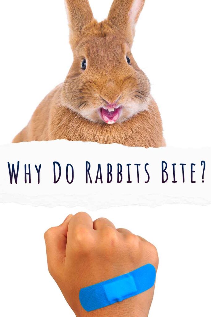 why do rabbits bite
