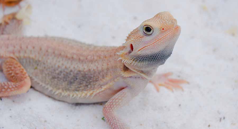 albino bearded dragons