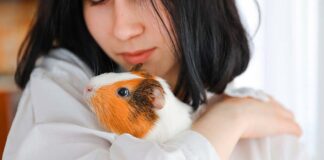 how long does it take to tame a guinea pig