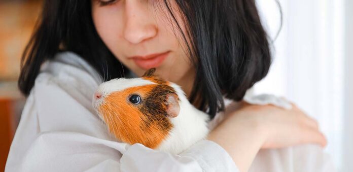 how long does it take to tame a guinea pig