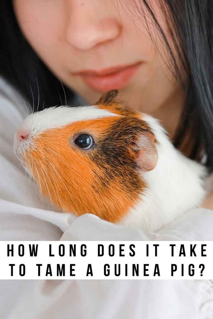 how long does it take to tame a guinea pig