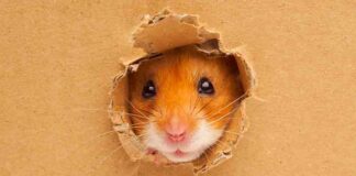 where do hamsters like to hide