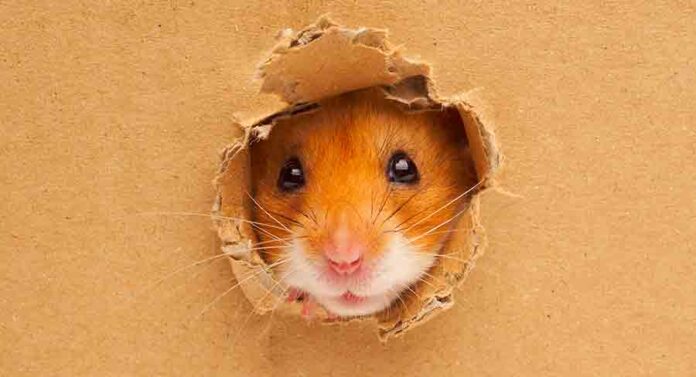 where do hamsters like to hide