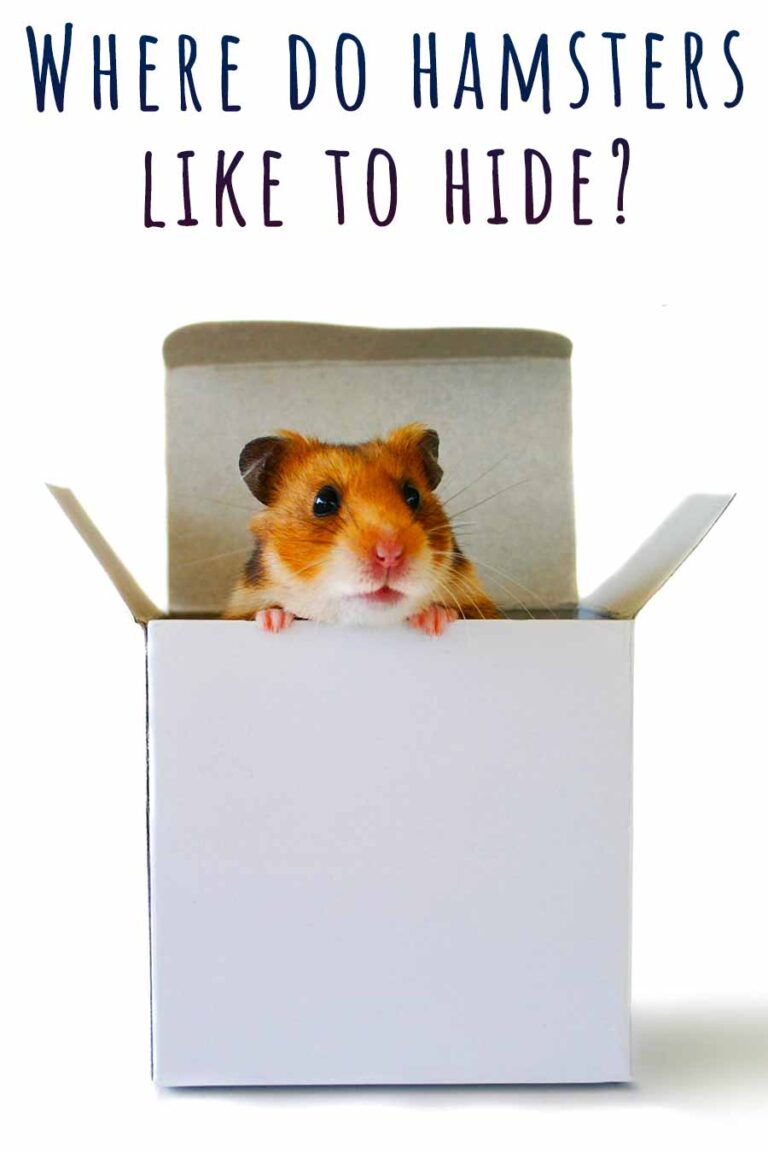 Where Do Hamsters Like To Hide When They Escape Their Cage?