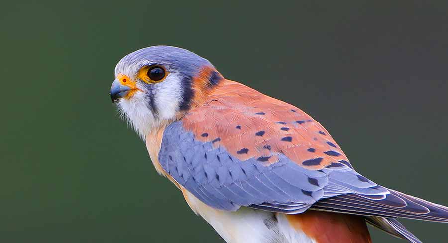 american kestrel Falco sparverius