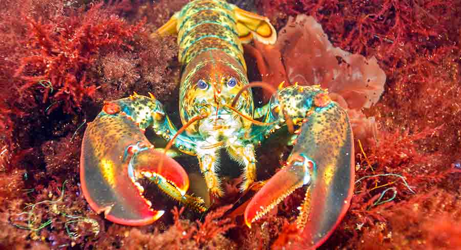 The Totally Awesome Types of Lobster Found Under The Water