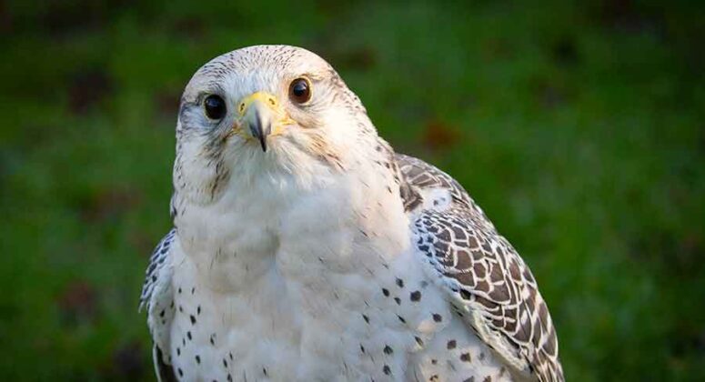 All About The Thirty Nine Fascinating Types of Falcon