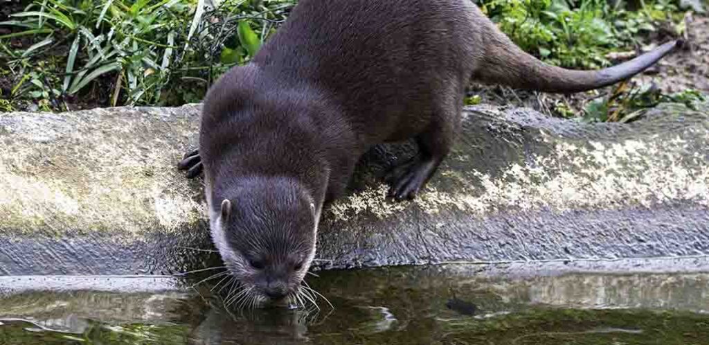 hairy nose otter