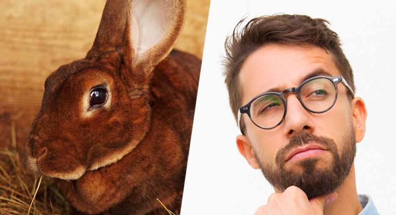 How Big Do Rex Rabbits Get? Rex And Mini Rex Sizes