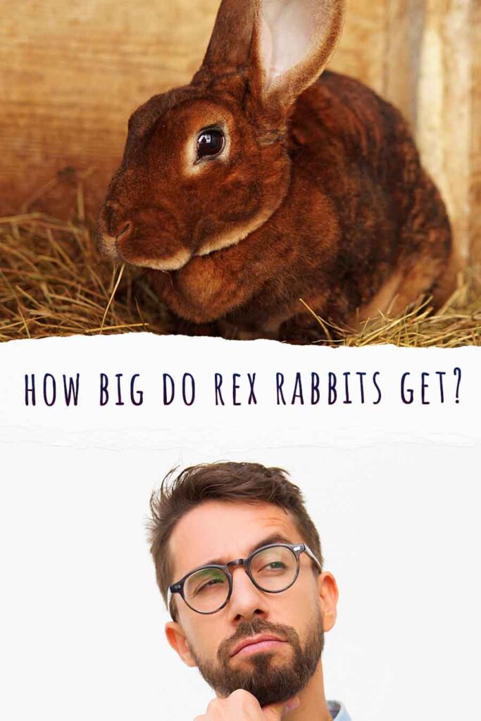 how big do rex rabbits get