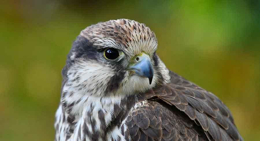 Laggar Falcon (Falco jugger)