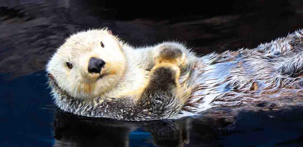 Cute Sea Otters Eating