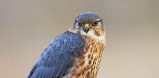 Merlin Falcon (Falco columbarius)