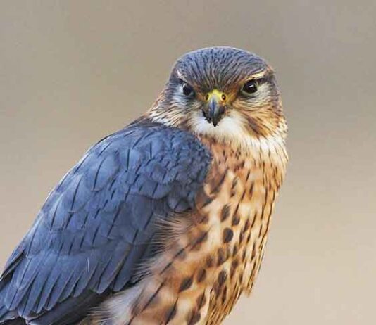 Merlin Falcon (Falco columbarius)