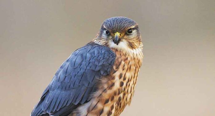 Merlin Falcon (Falco columbarius)