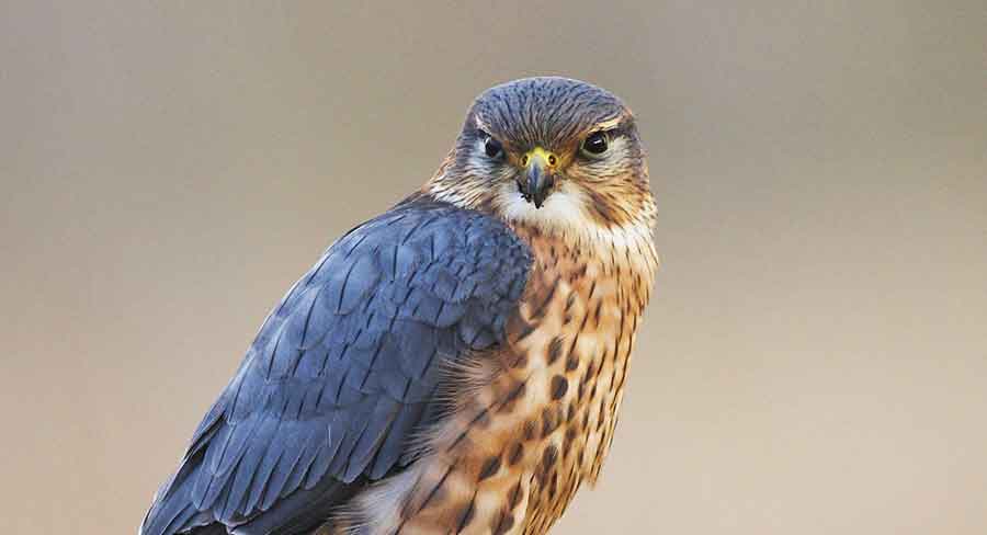 merlin falcon