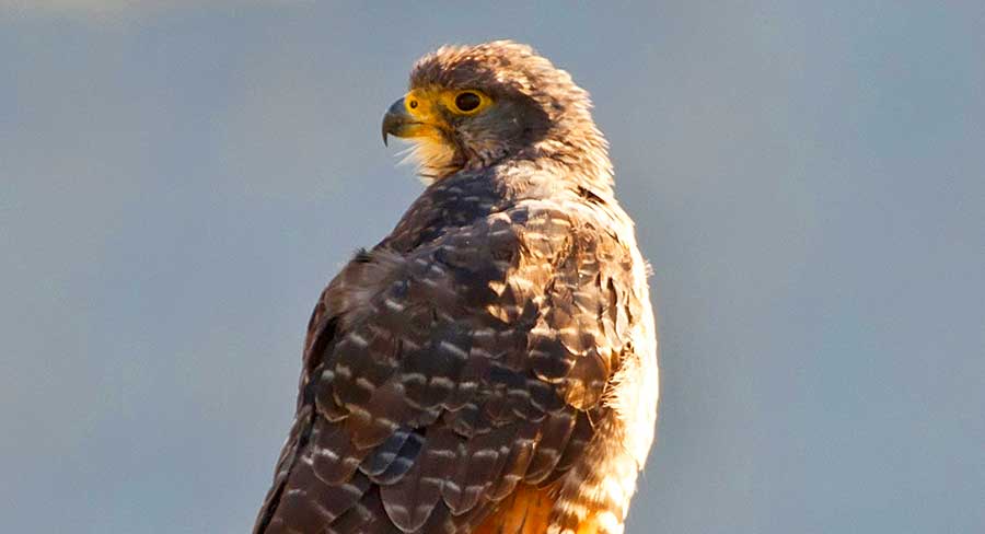 New Zealand Falcon (Falco novaeseelandiae)