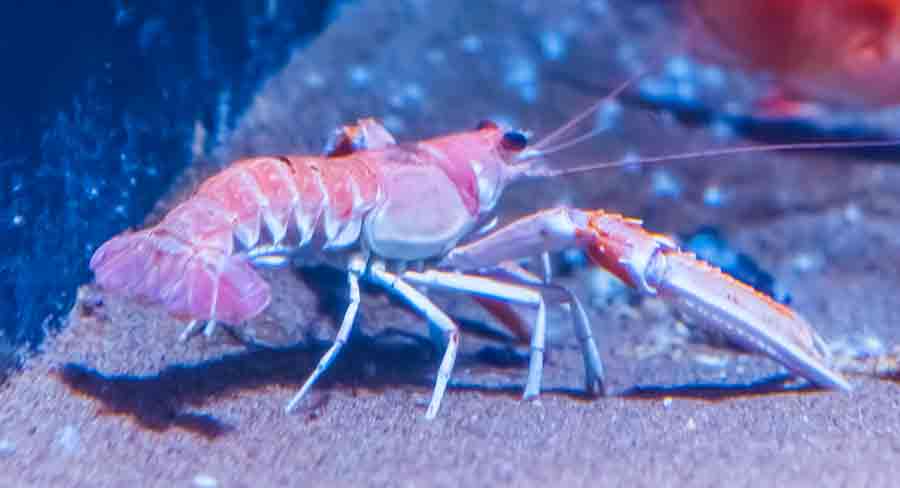 norway lobster