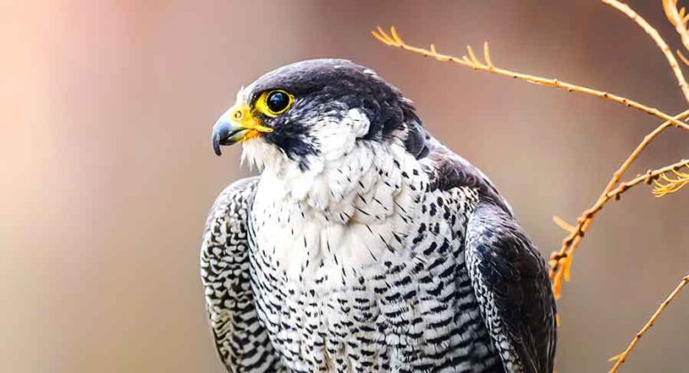 All About The Thirty Nine Fascinating Types of Falcon