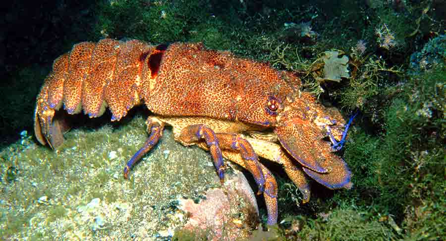 pygmy lobster