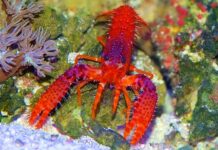 reef lobster