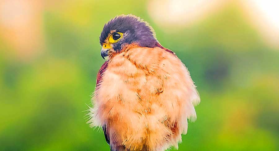 Seychelles Kestrel (Falco araea)