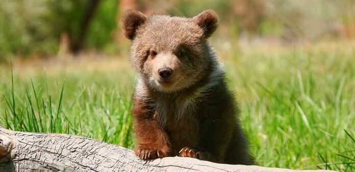 baby bear climbing on a log