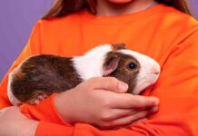 best small pets for cuddling