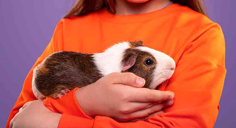 Best Small Pets For Cuddling And Affection