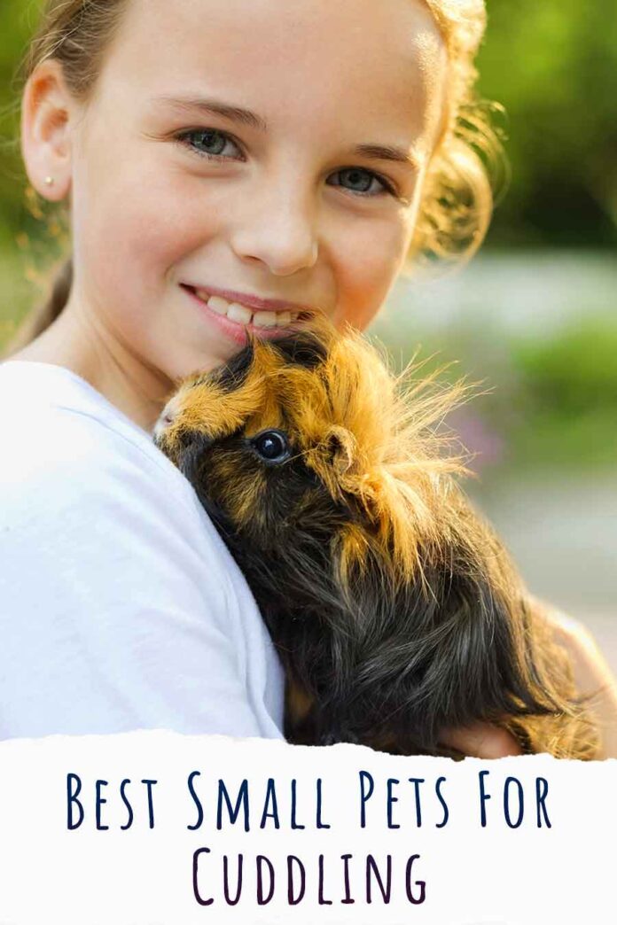 Best Small Pets For Cuddling And Affection