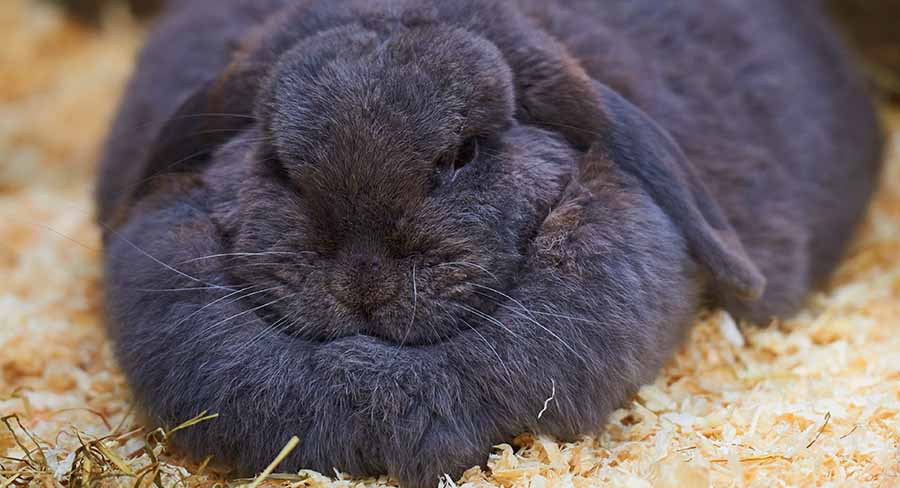 rabbit dewlap