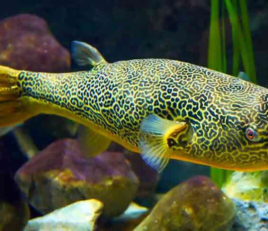 freshwater puffer fish