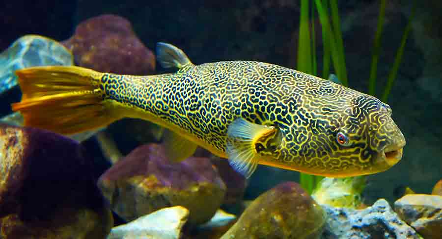 Freshwater Puffer Fish - Breeds, Care and Temperament