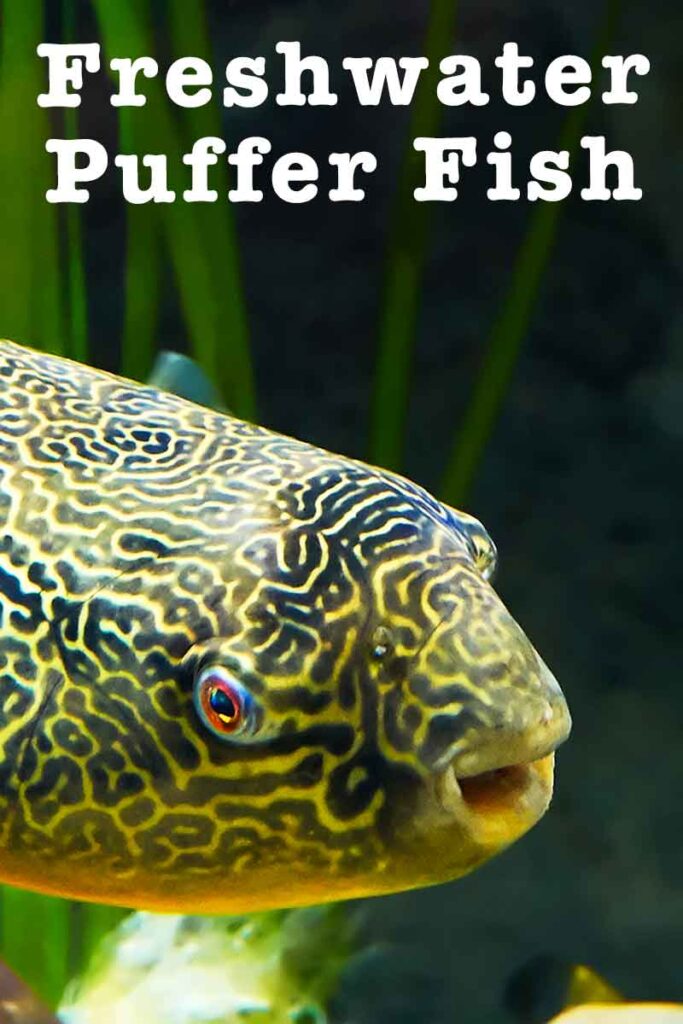 Freshwater Puffer Fish - Breeds, Care and Temperament