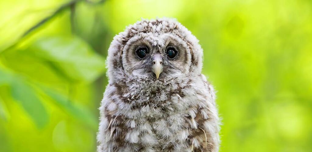 baby owl with big eyes looking at the camera