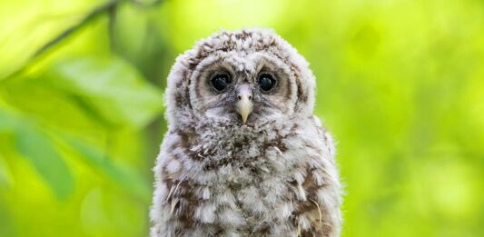 Owl Names - 200 Awesome Names For Baby Owls