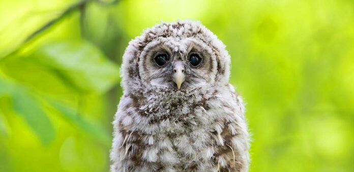 baby owl with big eyes looking at the camera