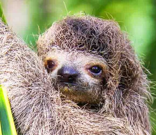 cute pet sloth clinging to a branch