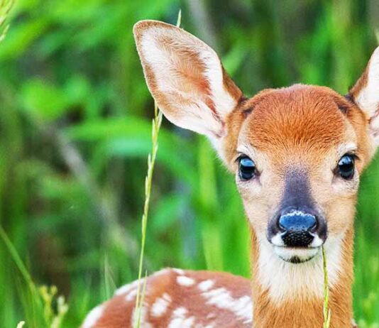 cute pet baby deer