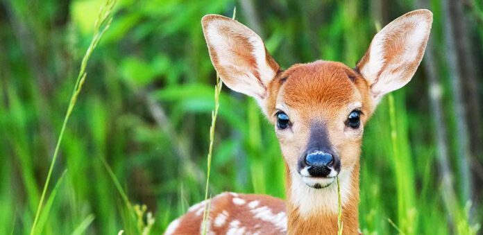 cute pet baby deer