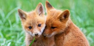two cute fox cubs need cool fox names
