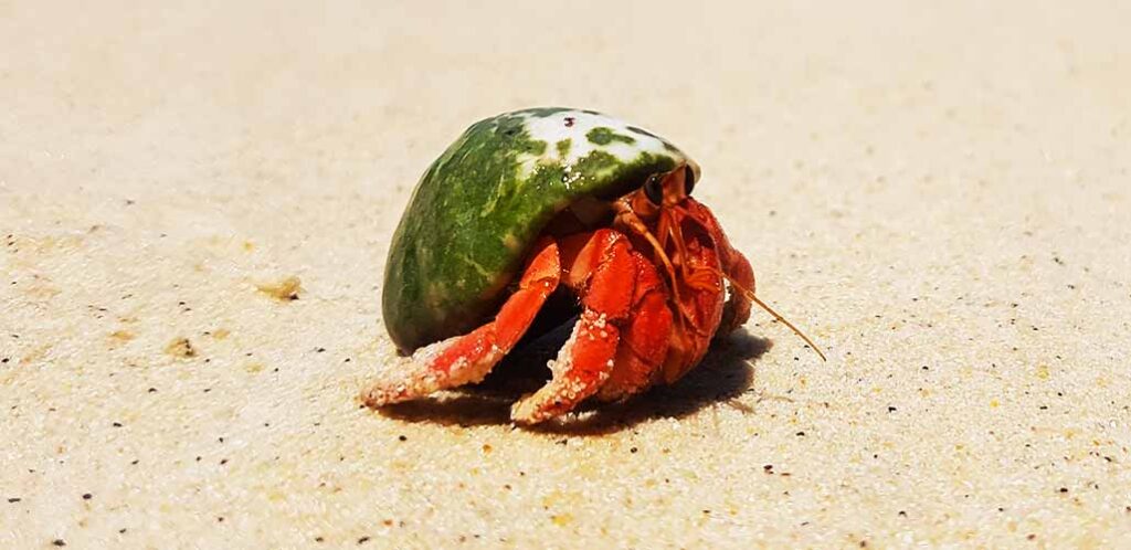 Hermit Crab Names - Cute Ideas for Pets and Plushies