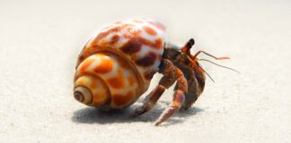 cute pet hermit crab