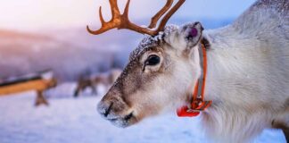 cute pet reindeer