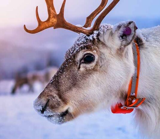 cute pet reindeer