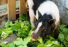 pet pig eating cabbage