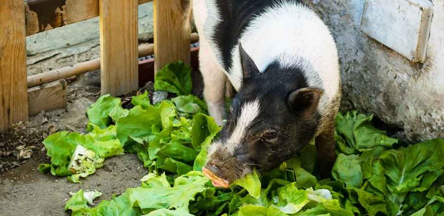 What Do Pigs Eat? Wild and Pet Pig Diet and Nutrition